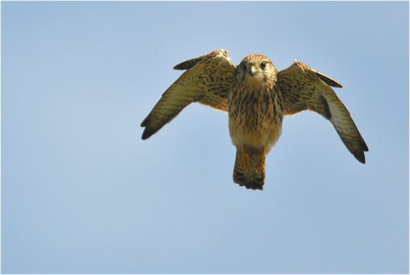 TURMFALKE, KESTREL, FALCO TINNUNCULUS