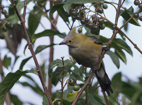 LANGSCHWANZ-SEIDENSCHNÄPPER, LONG-TAILED SILKY FLYCATCHER, PTILOGONYS CAUDATUS