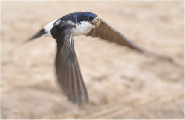 MEHLSCHWALBE, HOUSE MARTIN, DELICHON URBICUM