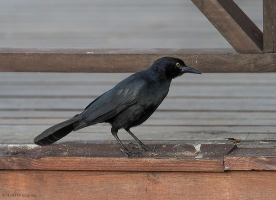 ANTILLENGRACKEL, GREATER ANTILLEAN GRACKLE, QUISCALUS NIGER