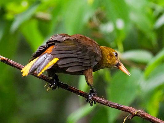 BREITHAUBEN-STIRNVOGEL, RUSSET-BACKED OROPENDOLA - PSAROCOLIUS ANGUSTIFRONS
