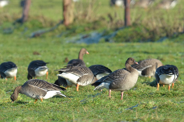 KURZSCHNABELGANS, PINK-FOOTED GOOSE, ANSER BRACHYRHYNCHUS