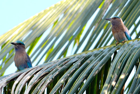HINDURACKE, INDIAN ROLLER, CORACIAS BENGHALENSIS