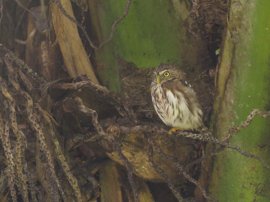 PERU-SPERLINGSKAUZ, PERUVIAN PYGMY-OWL - GLAUCIDIUM PERUANUM