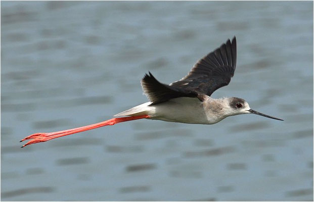 STELZENLÄUFER, BLACK-WINGED STILT, HIMANTOPUS HIMANTOPUS