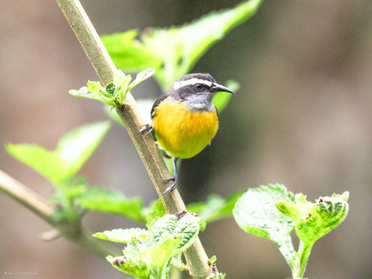 Zuckervogel, bananaquit - coereba flaveola