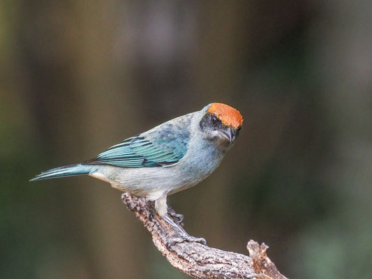 Rotscheiteltangare, Scrub Tanager - Tangara vitriolina