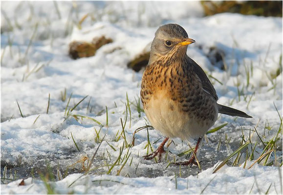 WACHOLDERDROSSEL, FIELDFARE, TURDUS PILARIS