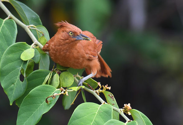 Brauncacholote, Caatinga cacholote, Pseudoseisura cristata