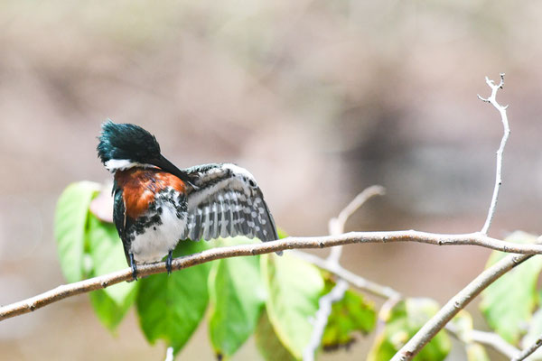 Amazonasfischer, Amazon Kingfisher - Chloroceryle amazona