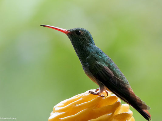BRAUNSCHWANZAMAZILIE, RUFOUS-TAILED AMAZILIA - AMAZILIA TZACATL