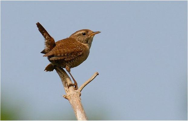 ZAUNKÖNIG, WREN, TROGLODYTES TROGLODYTES