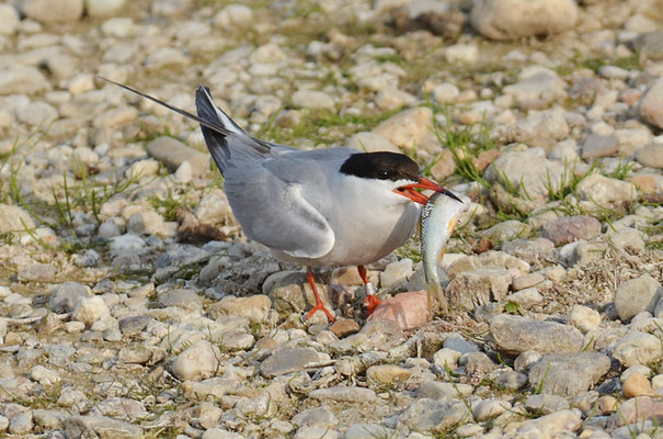 FLUSSSEESCHWALBE, COMMON TERN, STERNA HIRUNDO
