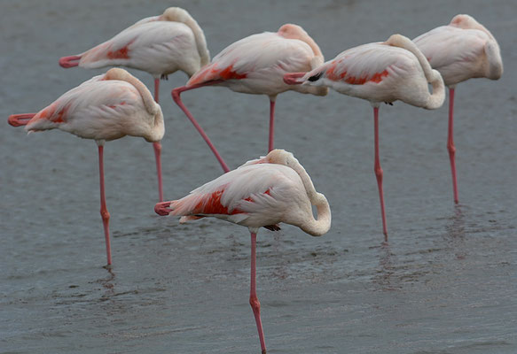 ROSAFLAMINGO, GREATER FLAMINGO, PHOENICOPTERUS ROSEUS