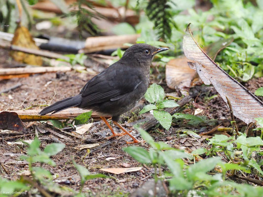 SAMTDROSSEL, GLOSSY-BLACK THRUSH - TURDUS SERRANUS