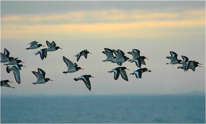 AUSTERNFISCHER, OYSTERCATCHER, HAEMATOPUS OSTRALEGUS