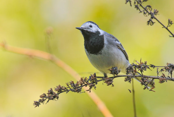 BACHSTELZE, WHITE WAGTAIL, MOTACILLA ALBA