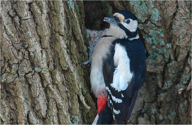 BUNTSPECHT, GREAT SPOTTED WOODPECKER, DENDROCOPOS MAJOR