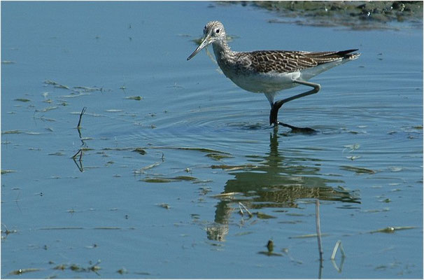 GRÜNSCHENKEL, GREENSHANK, TRINGA NEBULARIA