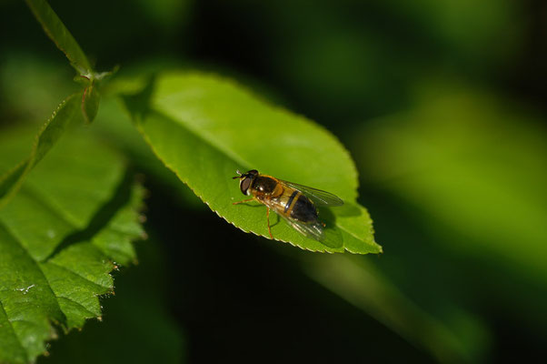ZWEIBAND-WIESENSCHWEBFLIEGE, EPISTROPHE ELIGANS
