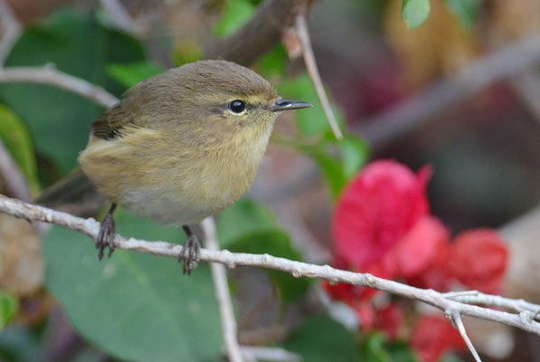 KANARENZILPZALP, CANARY ISLANDS CHIFFCHAFF, PHYLLOSCOPUS CANARIENSIS