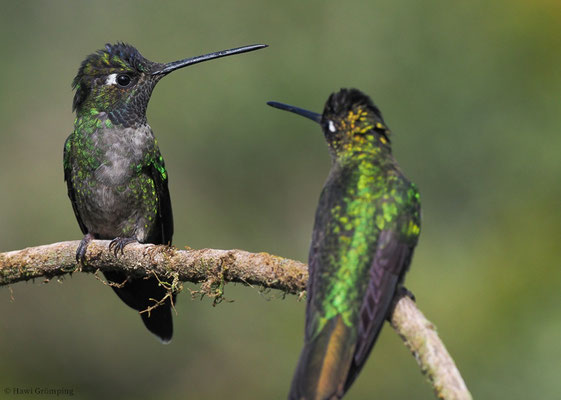 TALAMANCA-KOLIBRI, ADMIRABLE HUMMINGBIRD, EUGENES SPECTABILIS