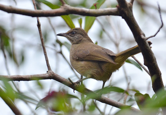 BLANFORDBÜLBÜL, STREAK-EARED BULBUL, PYCNONOTUS BLANFORDI