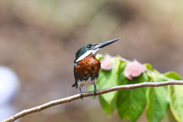 Amazonasfischer, Amazon Kingfisher - Chloroceryle amazona