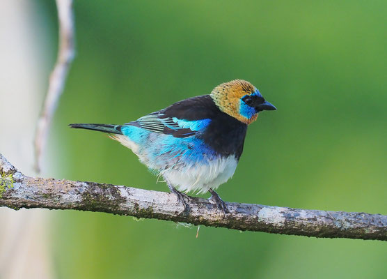 PUPURMASKENTANGARE, GOLDEN-HOODED TANAGER, TANGARA LARVATA