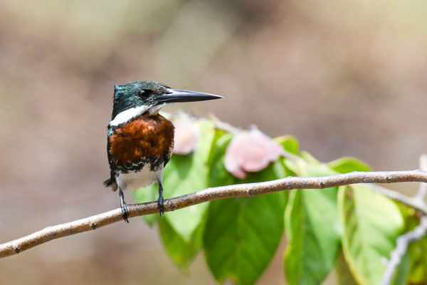 Amazonasfischer, Amazon Kingfisher - Chloroceryle amazona