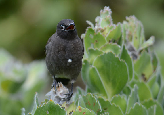KAPBÜLBÜL, CAPE BULBUL, PYCNONOTUS CAPENSIS