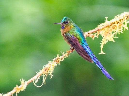 LANGSCHWANZSYLPHE, VIOLET-TAILED SYLPH -  AGLAIOCERCUS COELESTIS