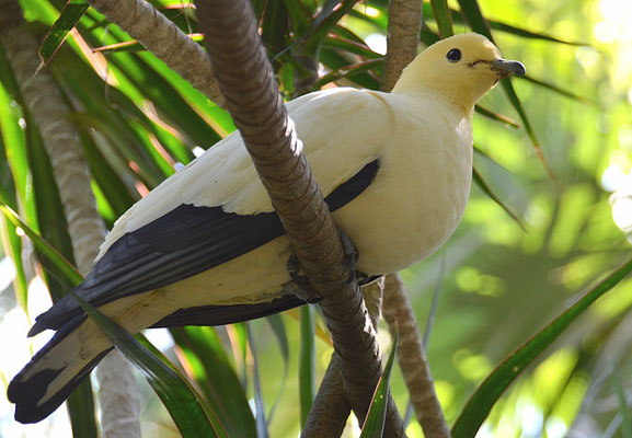 ZWEIFARBENFRUCHTTAUBE, PIED IMPERIAL PIGEON, DUCULA BICOLOR