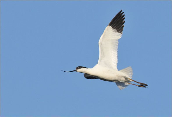 SÄBELSCHNÄBLER, AVOCET, RECURVIROSTRA AVOSETTA