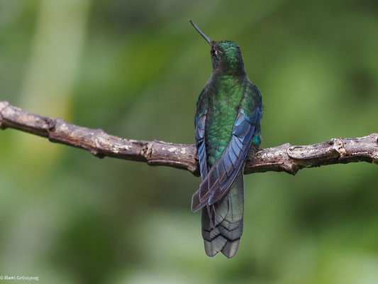 BLAUFLÜGEL-KOLIBRI, GREAT SAPPHIREWING - PTEROPHANES CYANOPTERUS