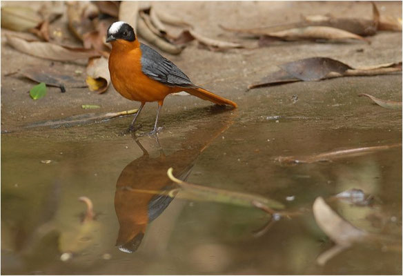 WEISSSCHEITELRÖTEL, WHITE-CROWNED ROBIN-CHAT, COSSYPHA ALBICAPILLA