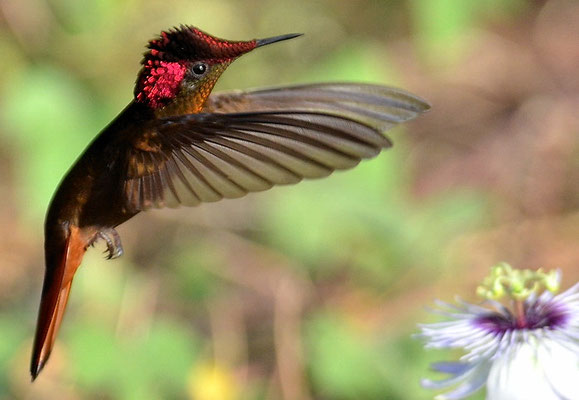 TOPASRUBINKOLIBRI, RUBY-TOPAZ HUMMINGBIRD, CHRYSOLAMPIS MOSQUITUS - CURACAO