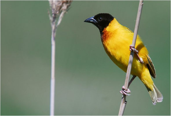 SCHWARZKOPFWEBER, BLACK-HEADED WEAVER, PLOCEUS MELANOCEPHALES