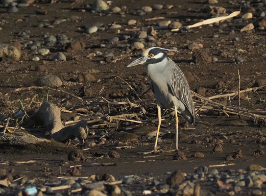 KRABBENREIHER, YELLOW-CROWNED NIGHT-HERON, NYCTANASSA VIOLACEA