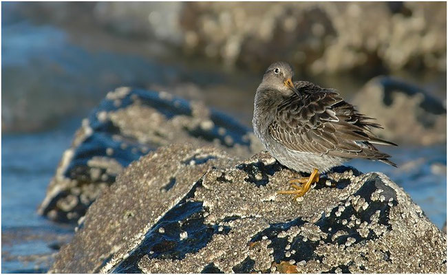 MEERSTRANDLÄUFER, PURPLE SANDPIPER, CALIDRIS MARITIMA