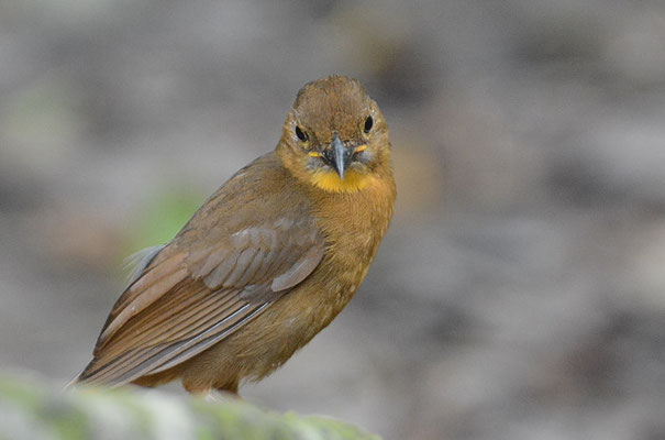 ROTKEHL-AMEISENTANGARE, RED-THROATED ANT-TANAGER, HABIA FUSCICAUDA 