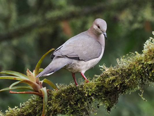 WEISSSTIRNTAUBE, WHITE-TIPPED DOVE - LEPTOTILA VERREAUXI