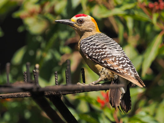 HOFFMANNSPECHT, HOFFMANN´S WOODPECKER, MELANERPES HOFFMANNII