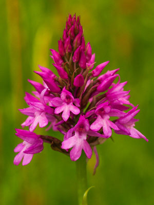 Pyramidenorchis