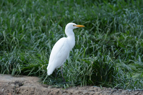 KUHREIHER, WESTERN CATTLE EGRET, BUBULCUS IBIS