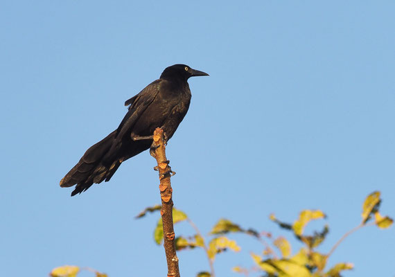 DOHLENGRACKEL, GREAT-TAILED GRACKLE, QUISCALUS MEXICANUS