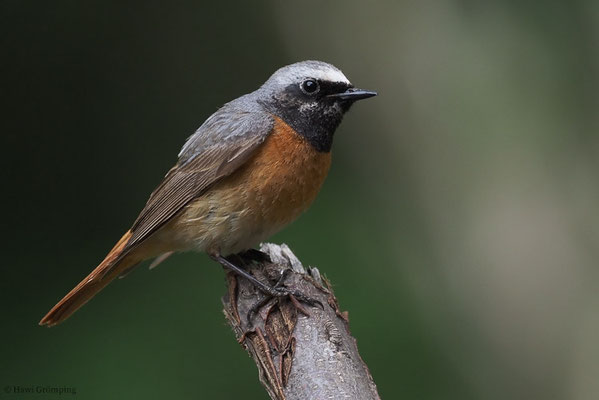 GARTENROTSCHWANZ, COMMON REDSTART, PHOENICURUS PHOENICURUS