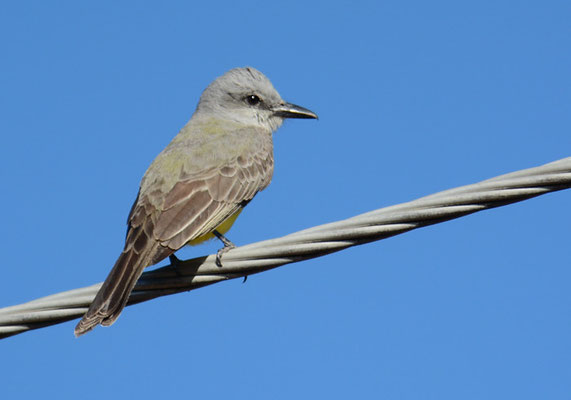 TRAUERTYRANN, TROPICAL KINGBIRD, TYRANNUS MELANCHOLICUS