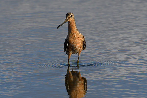 KLEINER SCHLAMMLÄUFER, SHORT-BILLED DOWITCHER, LIMNODROMUS GRISEUS 