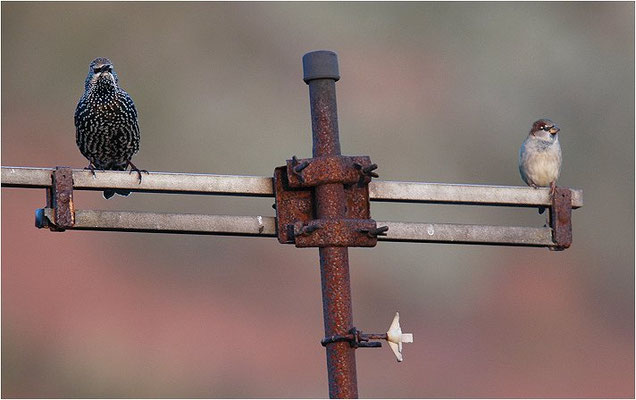 STAR, STARLING, STURNUS VULGARIS